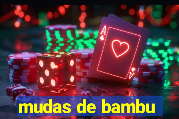 mudas de bambu