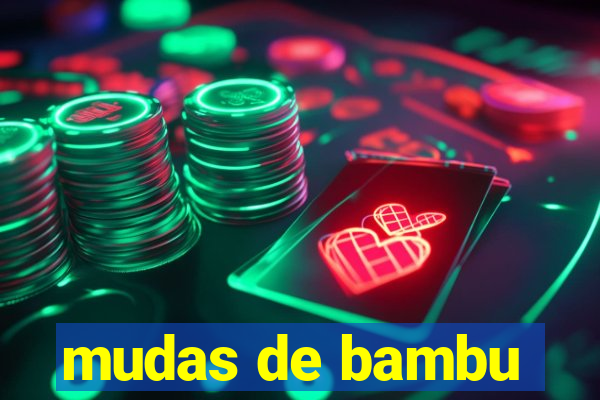 mudas de bambu