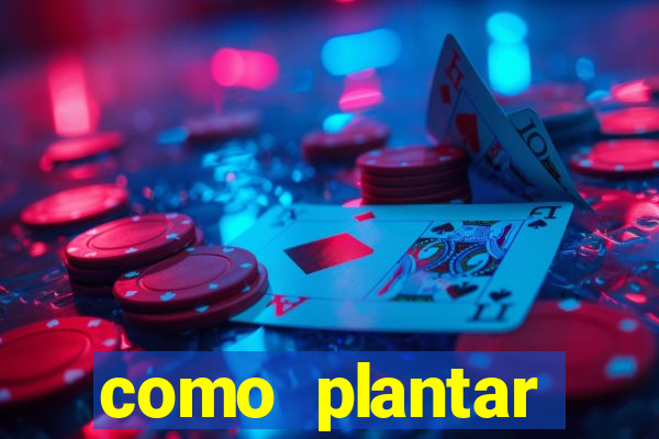 como plantar gergelim no vaso