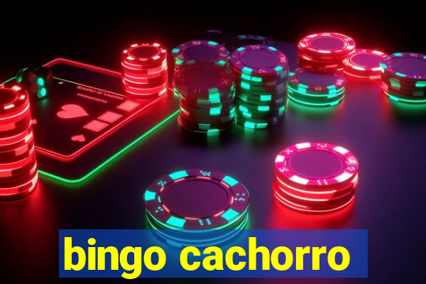 bingo cachorro