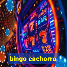 bingo cachorro