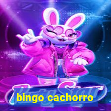 bingo cachorro