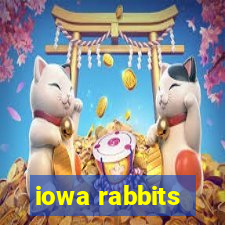 iowa rabbits