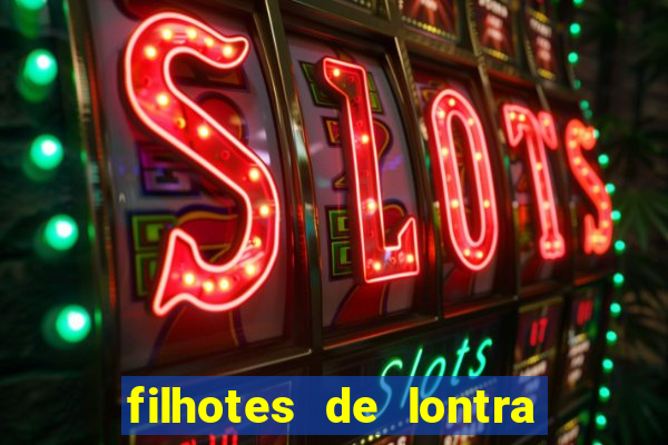 filhotes de lontra para vender