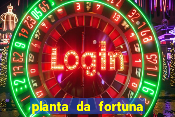 planta da fortuna e felicidade