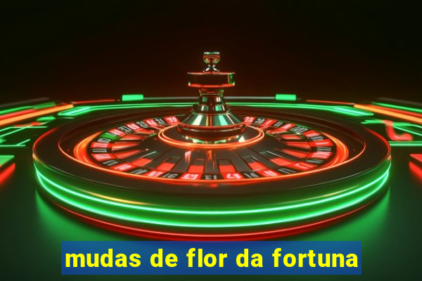 mudas de flor da fortuna