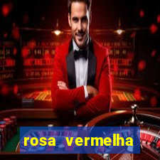 rosa vermelha (letra e cifra)