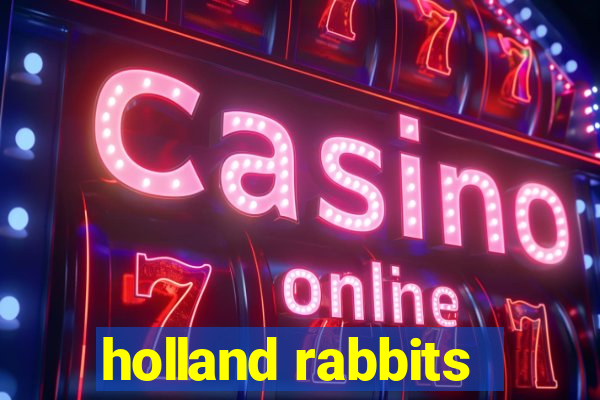 holland rabbits