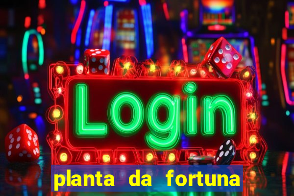 planta da fortuna como cuidar