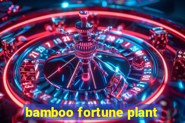 bamboo fortune plant