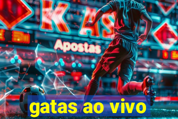 gatas ao vivo