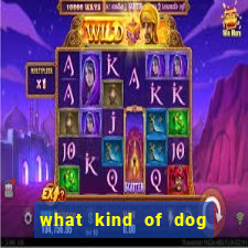 what kind of dog is bingo from bluey