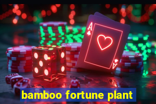 bamboo fortune plant