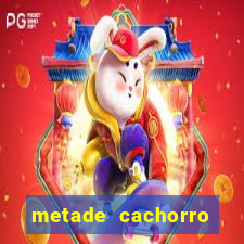 metade cachorro metade gato