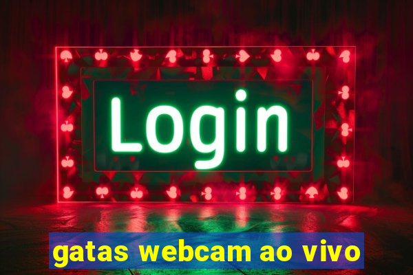 gatas webcam ao vivo