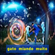 gato miando muito a noite o que fazer