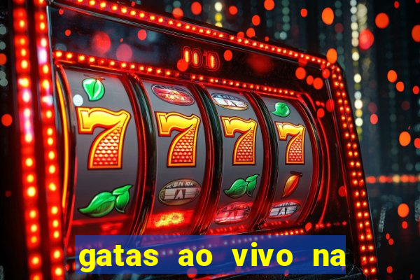 gatas ao vivo na web cam