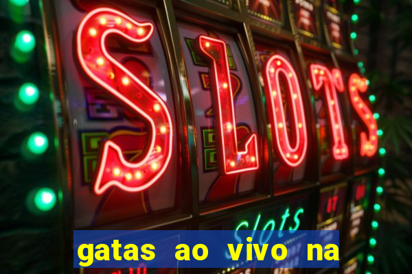 gatas ao vivo na web cam