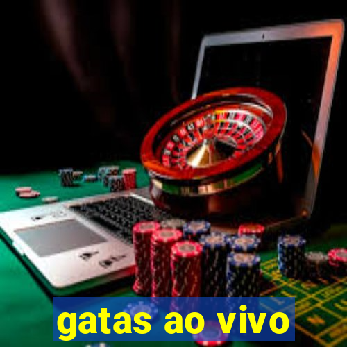 gatas ao vivo